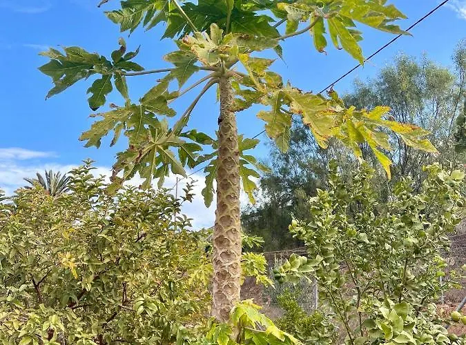 Apartament La Casita Del Mojino Betancuría