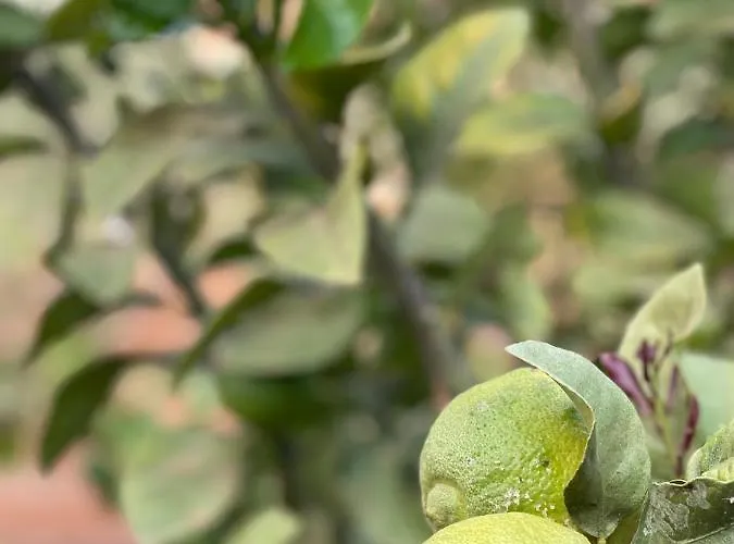 La Casita Del Mojino * Betancuría